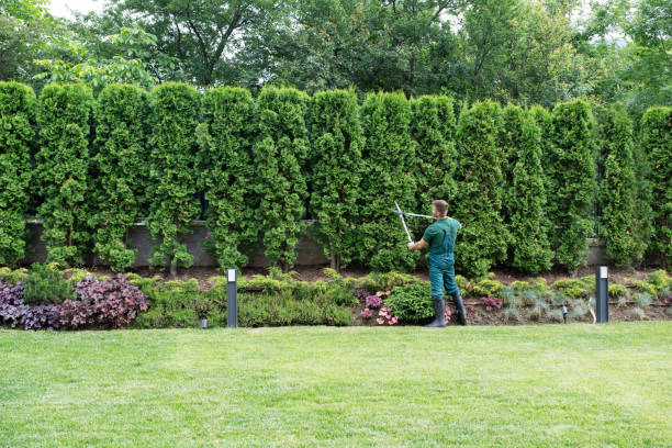 Best Tree Trimming and Pruning  in Round Lake Heights, IL