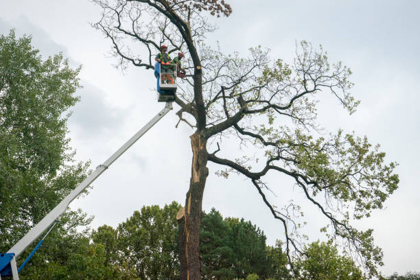 Best Tree Cabling and Bracing  in Round Lake Heights, IL